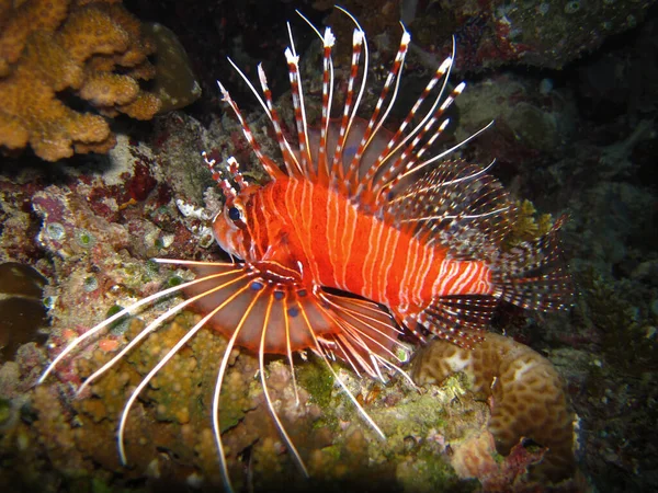 Bathala Adası Maldivleri 'ndeki mercan resifinde Pterois veya Aslan Balığı