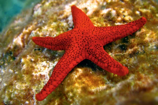 Indian Sea Star - Red Starfish - Formia Indica