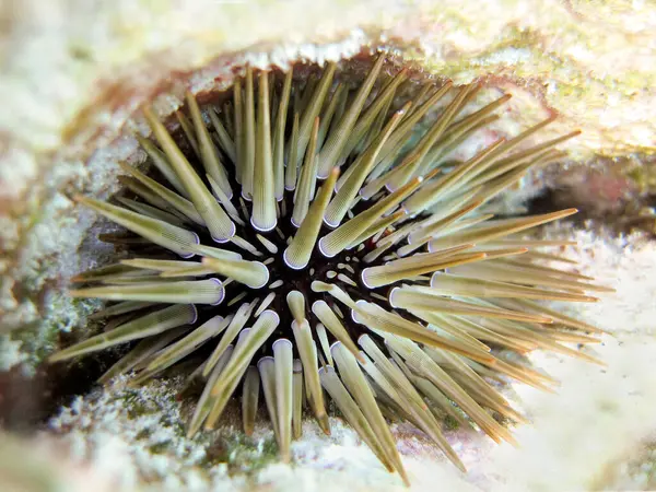 Echinometra Mathaei Burrowing Urchin Sea Urchin Coral Reef Maldives — Stock Photo, Image