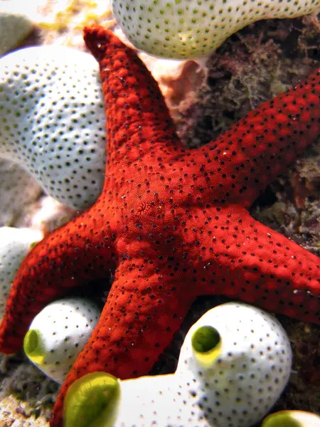 Formia Milleporella Black Spotted Starfish Red Starfish Some Ascidians Coral — Stock Photo, Image