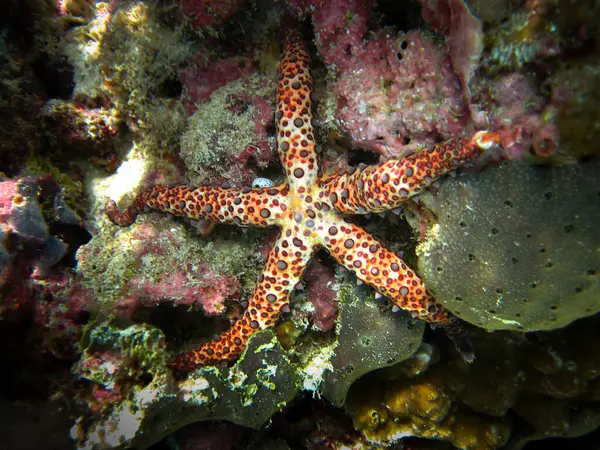 Gomophia Egyptiaca Starfish Egyptian Sea Star Coral Reef Maldives — Stock Photo, Image