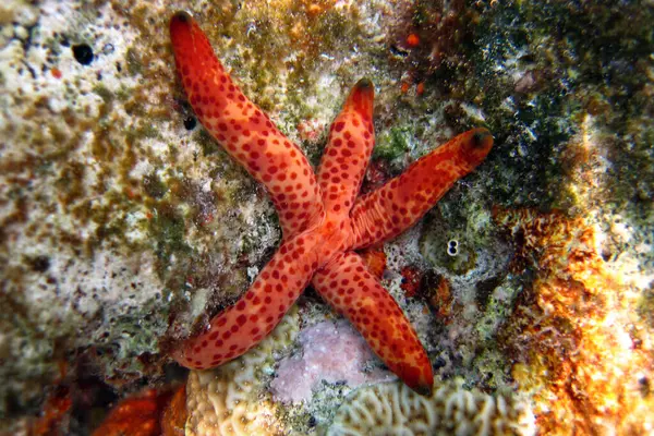 Lickia Laevigata Starfish Red Colour Coral Reef Maldives — Stock Photo, Image