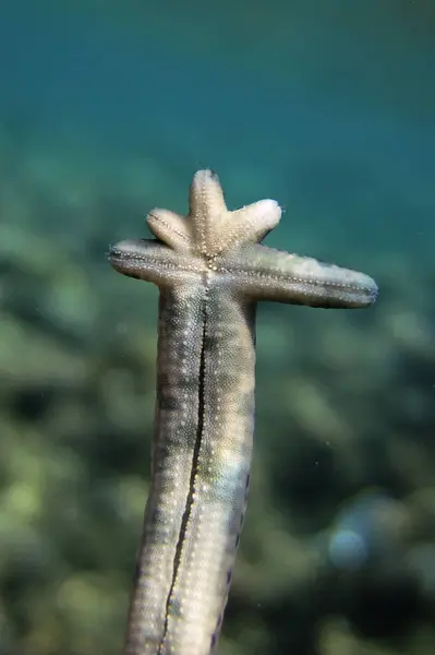 Starfish Regrowing Multiplication Asteroidea Regeneration Piece Whole Animal Coral Reef — Stock Photo, Image