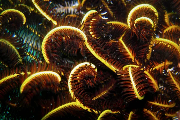 Oxycomathus Bennetti Crinoid Coral Reef Maldives — Stock Photo, Image