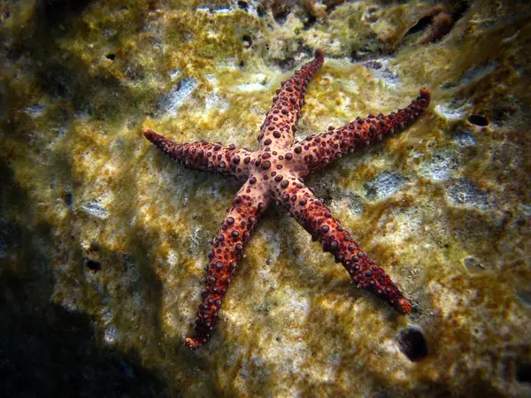 Gomophia Egyptiaca Egyptian Sea Star Starfish Coral Reef Maldives — Stock Photo, Image