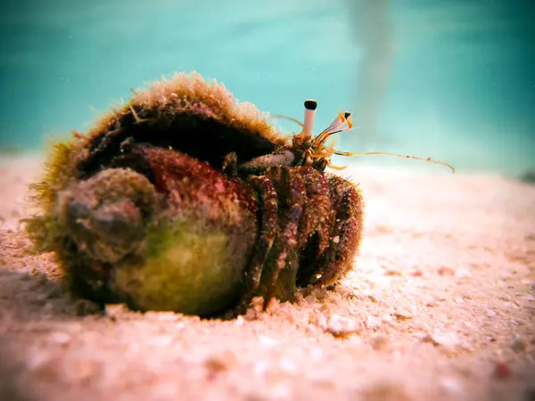 Paguroidea Crabe Ermite Dans Une Coquille Cône Sur Récif Corallien — Photo