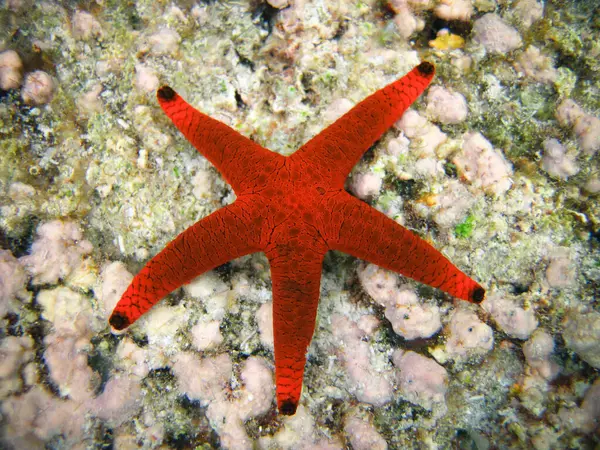 Indian Sea Star - Red Starfish - Formia Indica in Maldives.