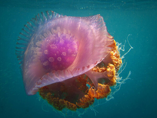 Crown Jellyfish - Cephea -  True Jellyfish on the coral reef of Maldives