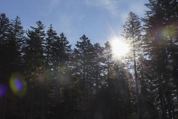 Sun Flares Trough Beautiful Spruce Trees Forest Background Stock Photo