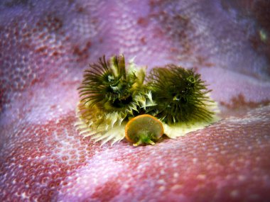 Spirobranchus giganteus - Cristmas ağacı deniz solucanı - Spiral Gilled Tubeworm Maldivler 'in mercan resiflerine yaklaşır.