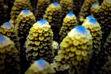 Acropora Nasuta Macro - Maldivler denizinde parmak mercanı.