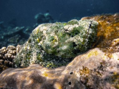 Scorpaenopsis Diabolus, Sahte Taş Balığı veya 2009 Maldivler Alifu mercan kayalıklarında Şeytan Akrep Balığı.