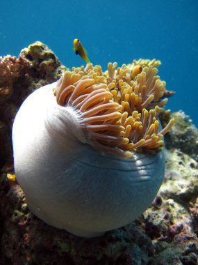 Amphiprion nigripes - Maldivler 'in mercan kayalıklarında sindirim veya koruyucu bir konumda bulunan muhteşem deniz şakayığı - Heteractis magnifica - ile simbiyotik ortağı Maldivler.