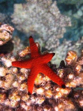 Hint Deniz Yıldızı - Kızıl Denizyıldızı - Maldivler 'in mercan kayalıklarında İndika.