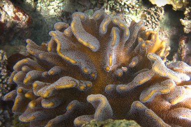 Lobophytum sp. Maldivler 'deki deri mercanlar poliplerdeki makroyu kapatır..