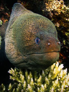 Moray yılan balığı - Muraenidae - Maldivler 'deki mercan resifinden dışarı bakan dev moray.