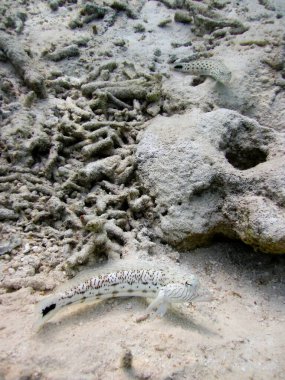 Siyah kuyruk larvası - Parapercis hexophtalma - Benekli Sandperch dikey görüntüsü Maldivler 'in mercan kayalıklarında