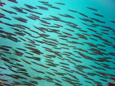 Maldivler 'de su altında cam balıklar