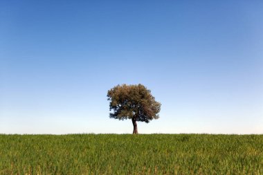 Marche İtalya 'da bir tepenin üstünde zeytin ağacı