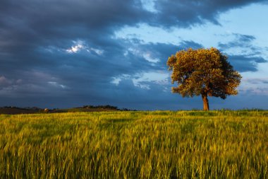 Bir tepenin üstündeki zeytin ağacının üzerinde İtalya 'nın Marche eyaletinde tarım tarlaları var.