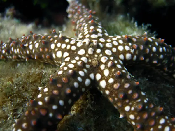 Gomophia Egeriae Starfish Close Coral Reef Maldives — Stock Photo, Image