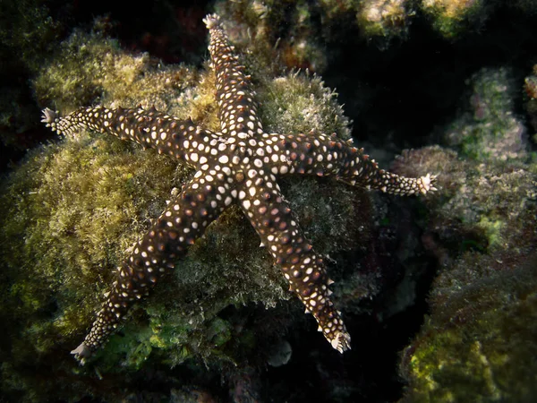 Gomophia Egeriae Starfish Coral Reef Maldives — Stock Photo, Image