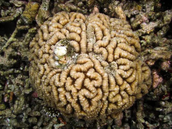 Symphyllia Recta Brain Coral Maldives Full Length — Stock Photo, Image