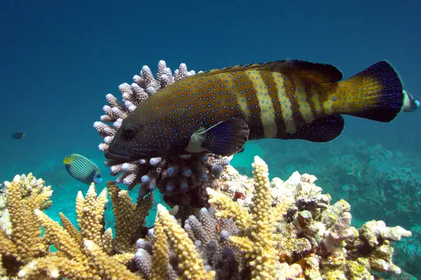 Peacock Grouper - Cephalopholus Argus - Peacock Hind - Maldivler 'in mercan kayalıklarında Göksel Grup.