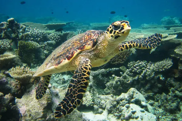 stock image Hawksbill sea turtle - Eretmochelys imbricata on coral reef of Maldives.