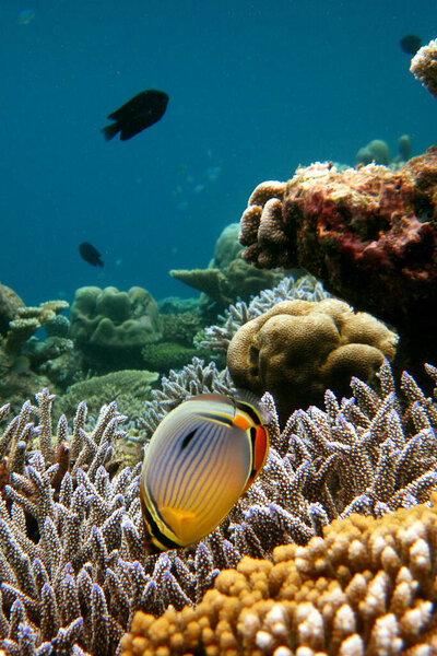 Подводный морской пейзаж с красивыми цветами кораллового рифа и Chaetodon Trifasciatus - фиш бабочки-дыни на Мальдивах.