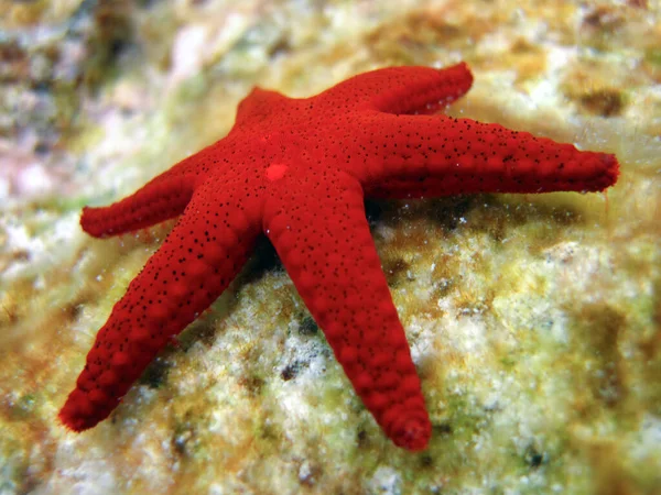 Fromia Milleporella Red Starfish Black Spotted Starfish Full Length Full — Stock Photo, Image