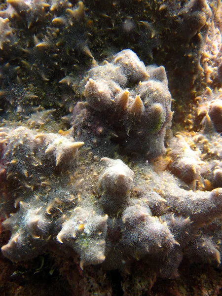 Éponge Inconnue Ascidienne Gros Plan Sur Récif Corallien Des Maldives — Photo