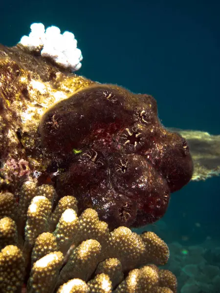 Pyura Pyuridae Ascidian Tunicate Sea Squirt Près Récif Corallien Des — Photo