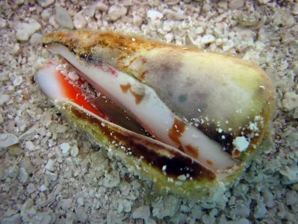 Une Coquille Cône Vivante Généralement Très Venimeuse Récif Corallien Des — Photo