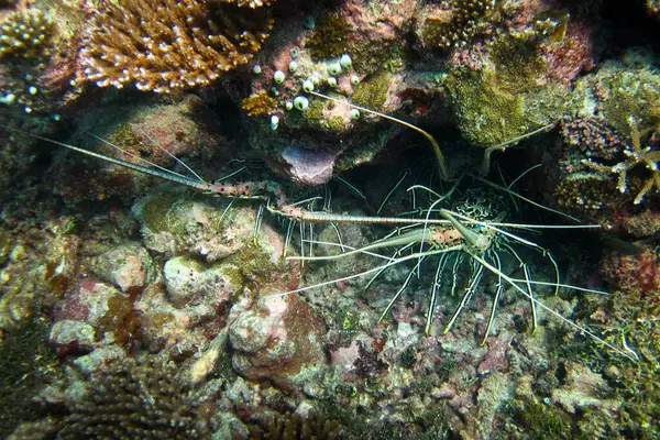 Panolirus Versicolor - Maldivler 'in mercan resiflerinde saklanan dikenli ıstakoz