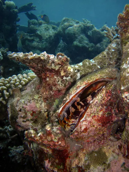 Huître Épineuse Spondylus Varius Sur Récif Corallien Des Maldives — Photo