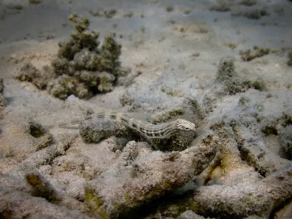 Messmate Sipefish Sur Récif Corallien Des Maldives — Photo
