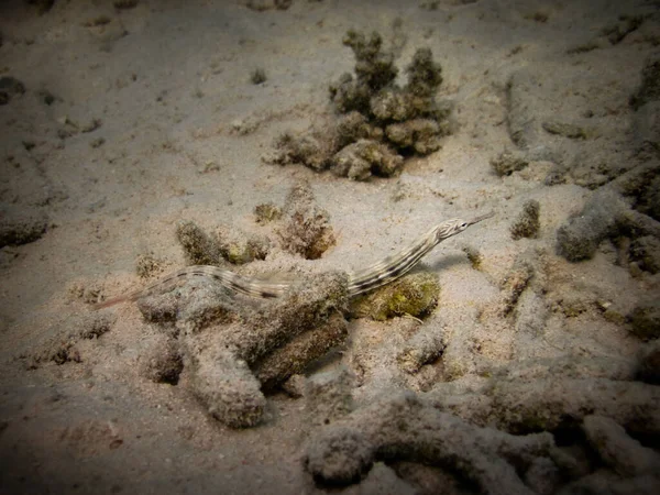 Messmate Sipefish Sur Récif Corallien Des Maldives — Photo