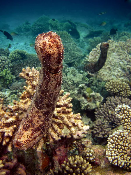 Echinoderm Holothuria Bahadschia Graeffei Pearsonothuria Graeffei Sea Cucumber Underwater Maldives — Stock Photo, Image