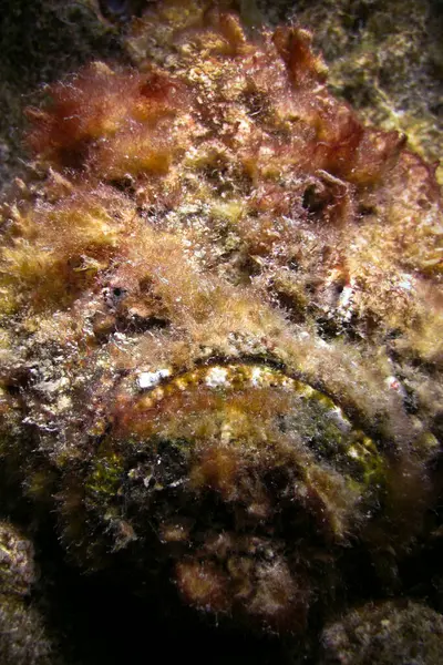 Synanceia verrucosa or stone fish portrait close up. The reef stonefish is the most venomous fish in the world - Maldives