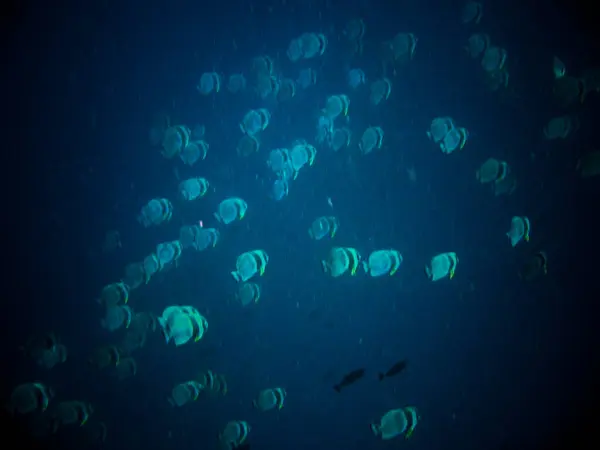 Alte Pinne Batfish Platax Teira Alle Maldive — Foto Stock