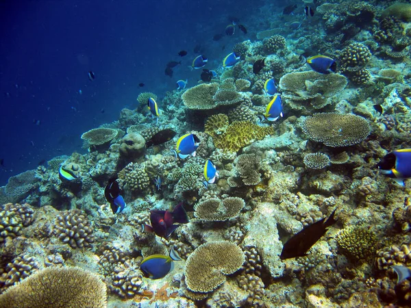 Edge of a coral reef full of life in Maldives