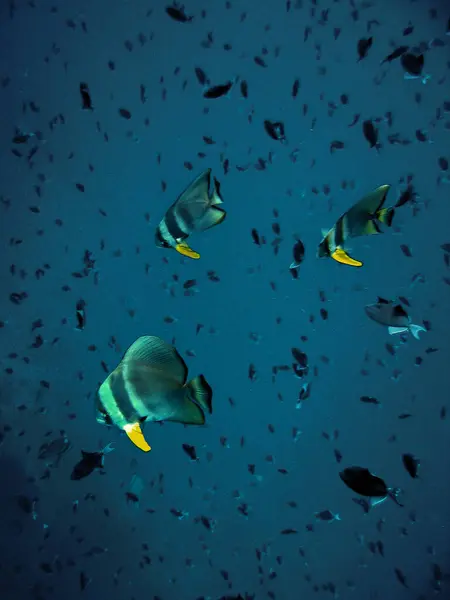 Alte Pinne Batfish Platax Teira Maldive Fotografia Verticale — Foto Stock