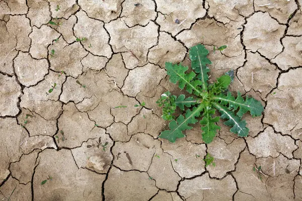 Close up of dry ground with cracks and breaks on earth with a plant growing surviving drought.