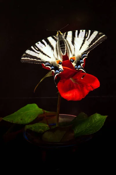 Scarce Swallowtail Iphiclides Podalirius Art Dark Vertical Composition Butterfly Born — Stock Photo, Image