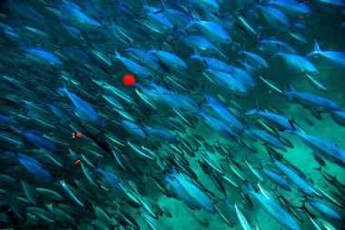 Maldivler 'deki Fusiliers Fishler veya Caesionidae Hayvanat Bahçesi Plankton Full Frame ile karıştırılmış