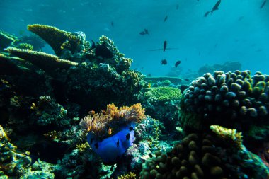 Su altı Hayvanları ile dolu güzel mercan resifi Maldivler ve Anemone 'nin palyaço balıkları