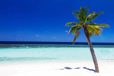 Beyaz Kum, Açık Rüya Denizi ve Kopya Uzay Kompozisyonu 'nda Hindistan cevizi palmiyesi içeren Tropik Plaj Kavramı 