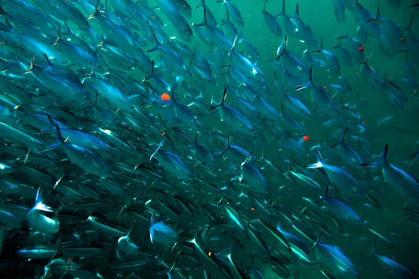 Maldivler 'deki Fusiliers Fishler veya Caesionidae Hayvanat Bahçesi Plankton Full Frame ile karıştırılmış