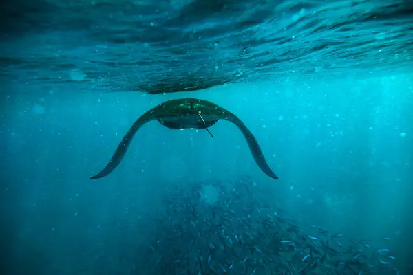 Manta Ray Wildlife Swimming Free Maldives — Stock Photo, Image